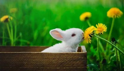 华体会在线下载-西班牙人击败赫塔菲，结束连败势头，西班牙人vs希洪竞技全场