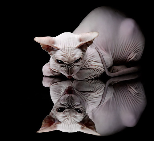 _凯尔特人节节攀升,稳居联盟前列_,凯尔特人celtics