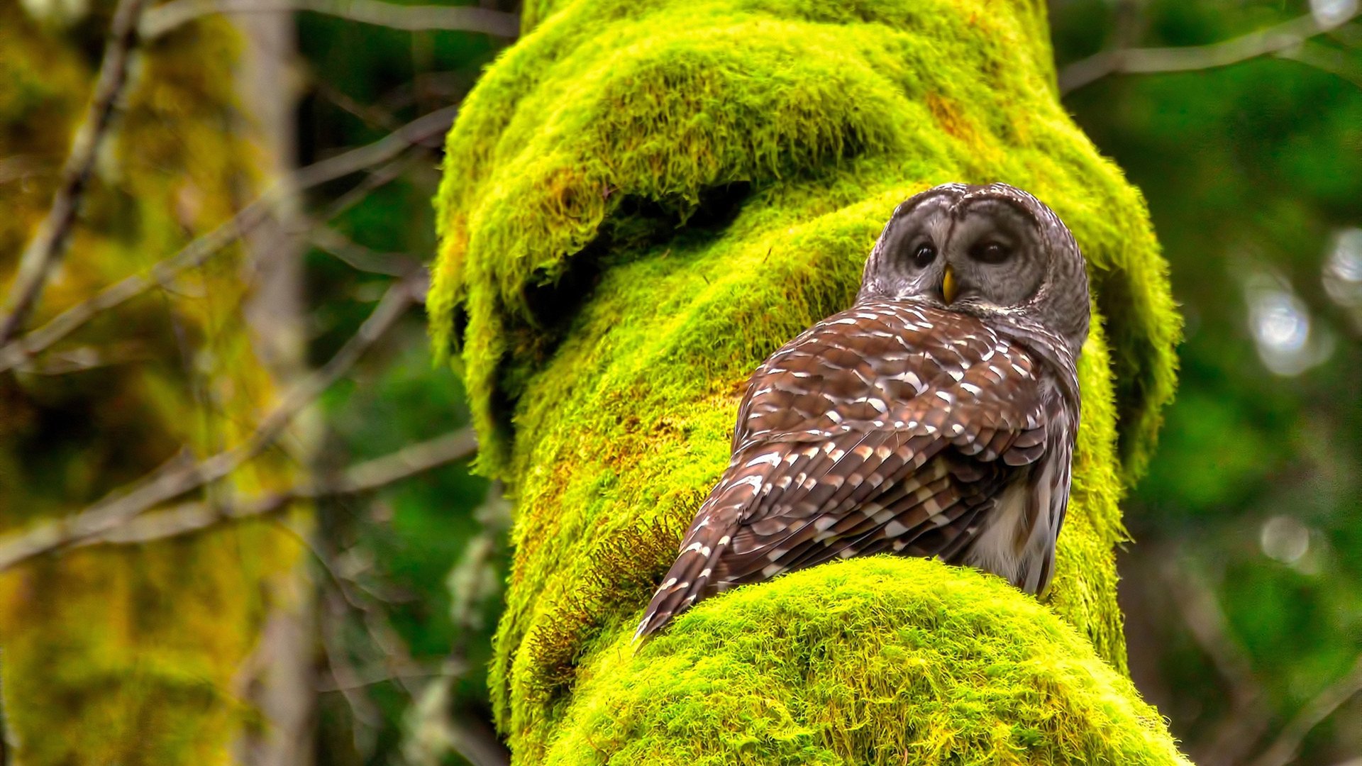 “年度最佳比赛:激战数小时,完美诠释职业精神”,激战打的是什么比赛