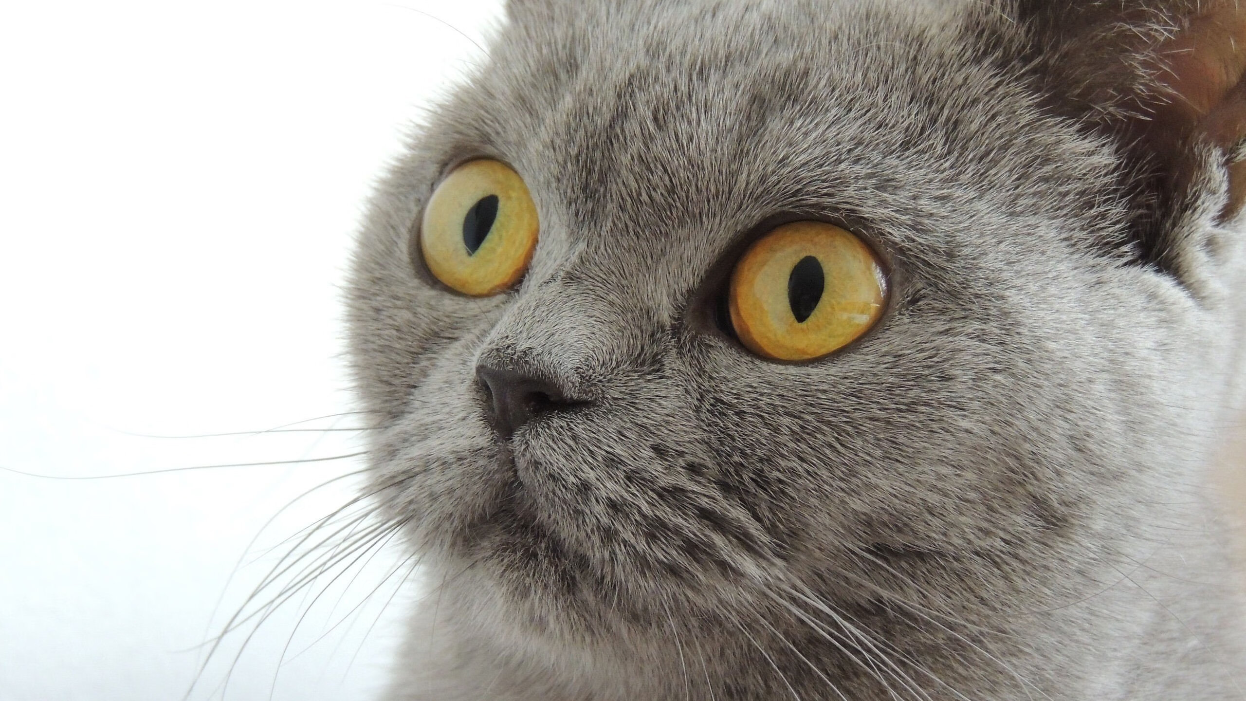 华体会hth-史上最狂“抢断”王：他在季后赛中多次单场5+抢断！，nba抢断王历史排名