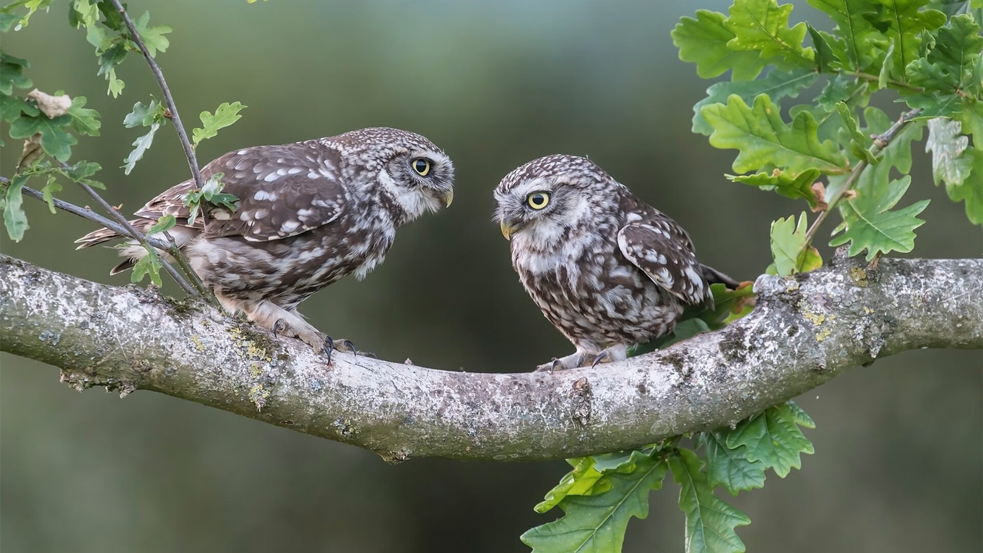 足球教育书籍销量连年增长反映市场关注,足球类书籍哪个app好