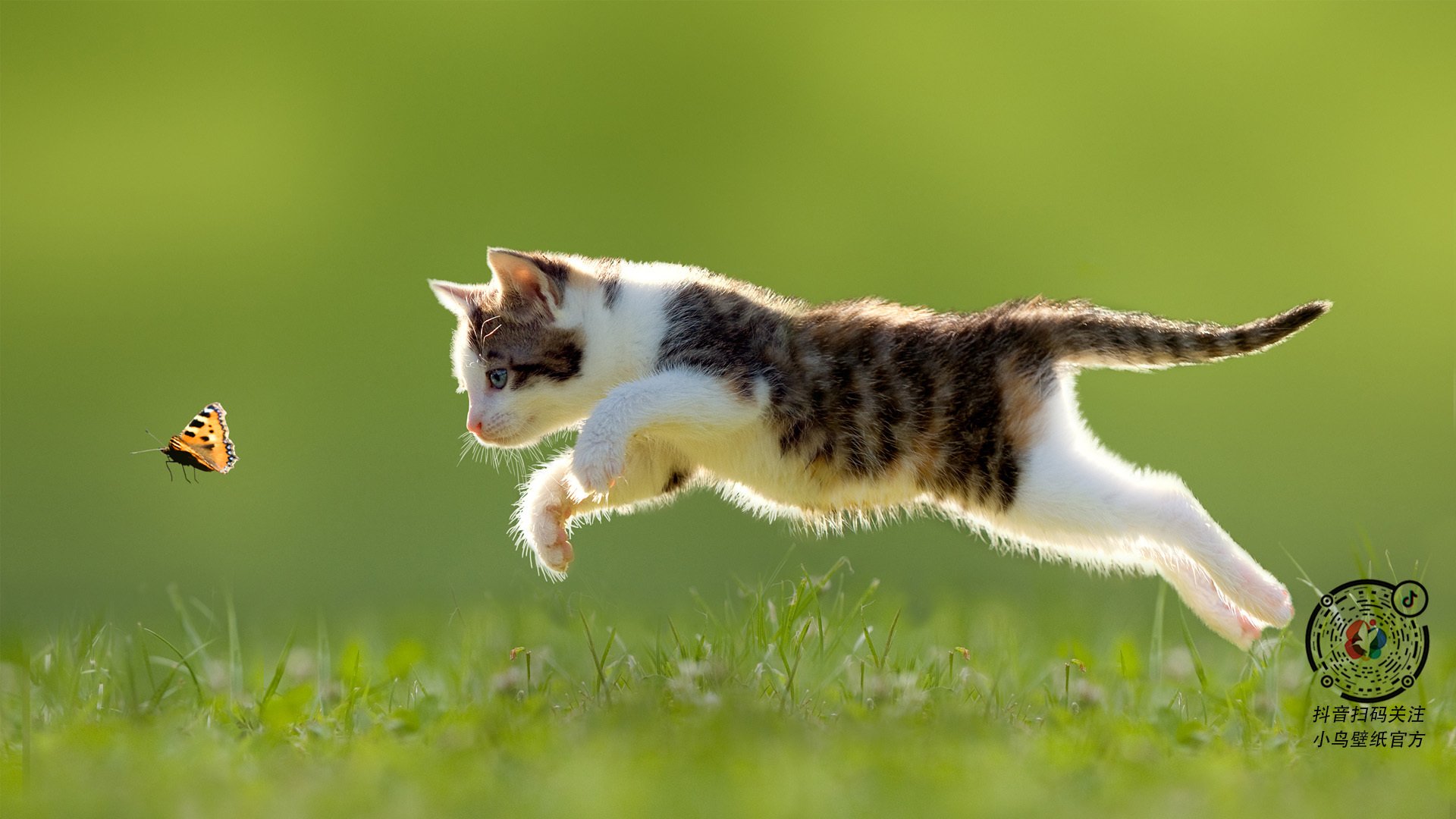 远射“星光闪耀”:足球场上的绝妙远射集锦,足球精彩远射视频