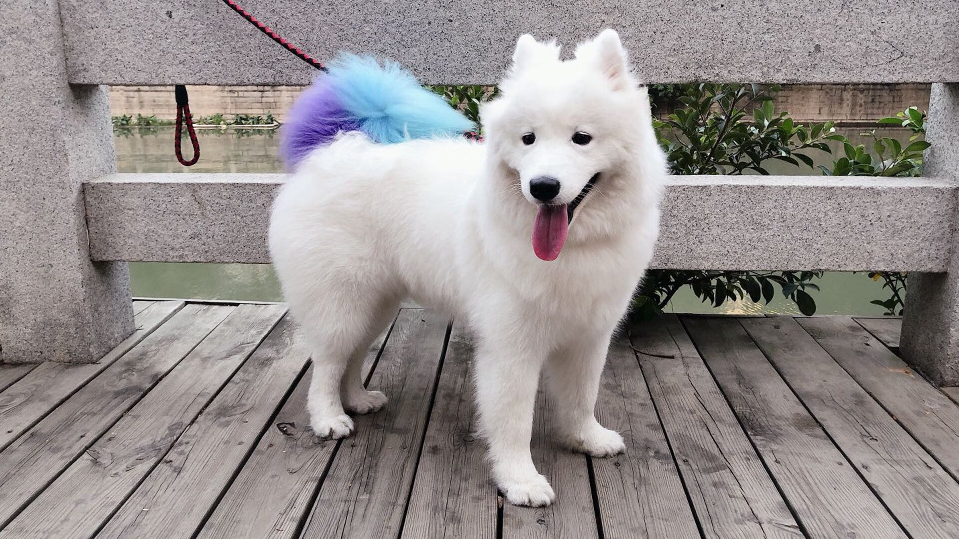 青少年“未来星”篮球明星培养计划在天津正式推行,未来之星篮球俱乐部简介