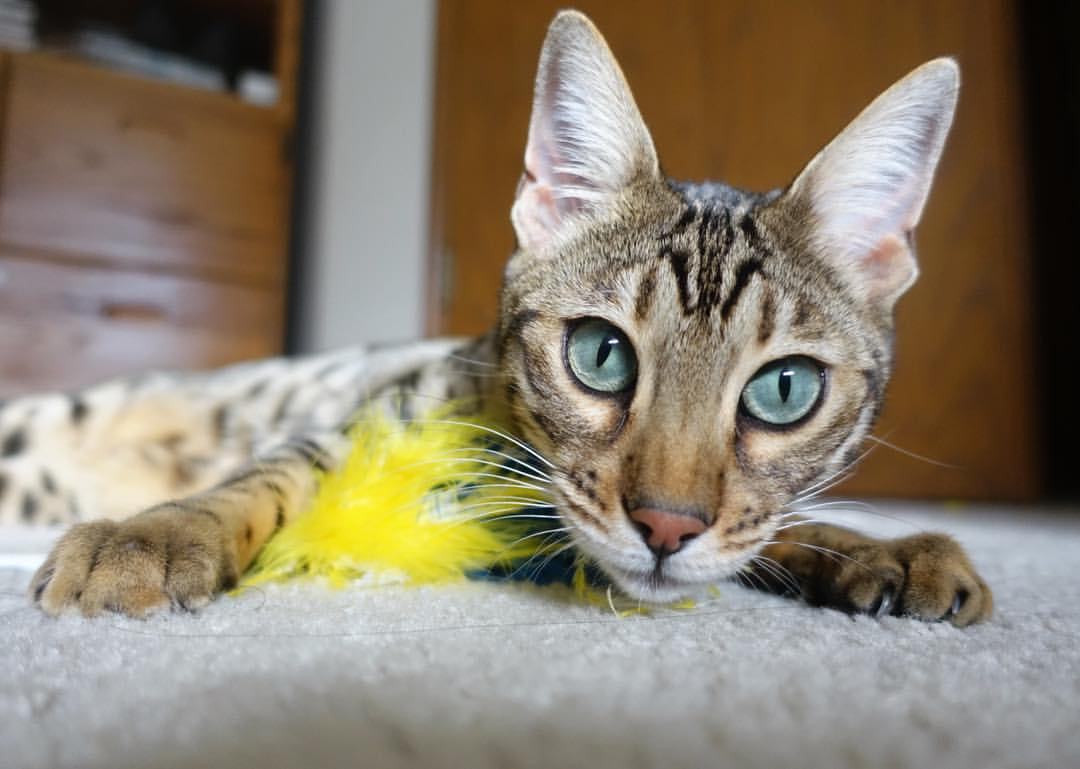 伊朗男足在巴黎奥运会上取得历史性成绩，伊朗男足最好成绩