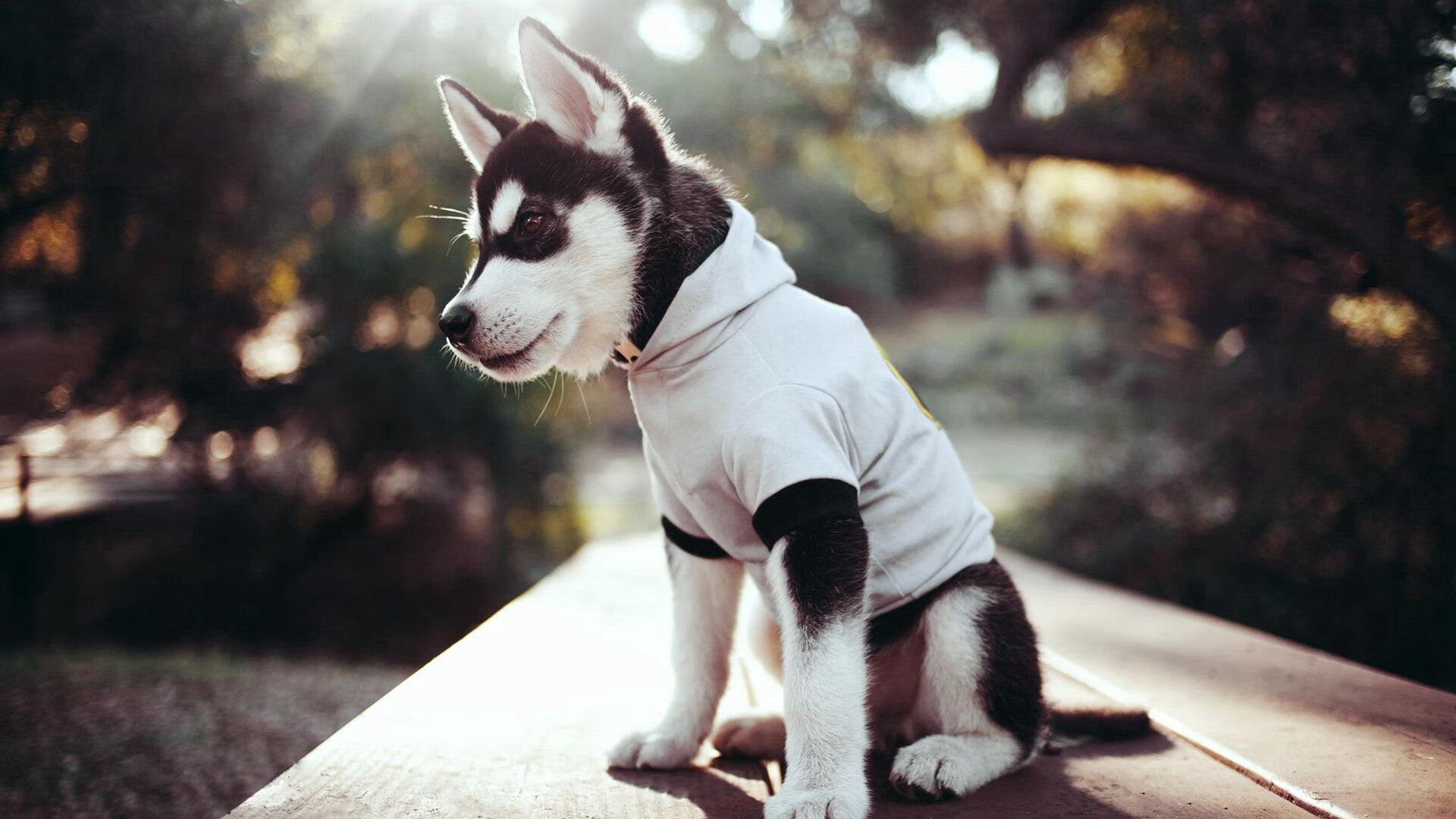 回顾高尔夫大师赛传奇瞬间,高尔夫大师赛冠军排行