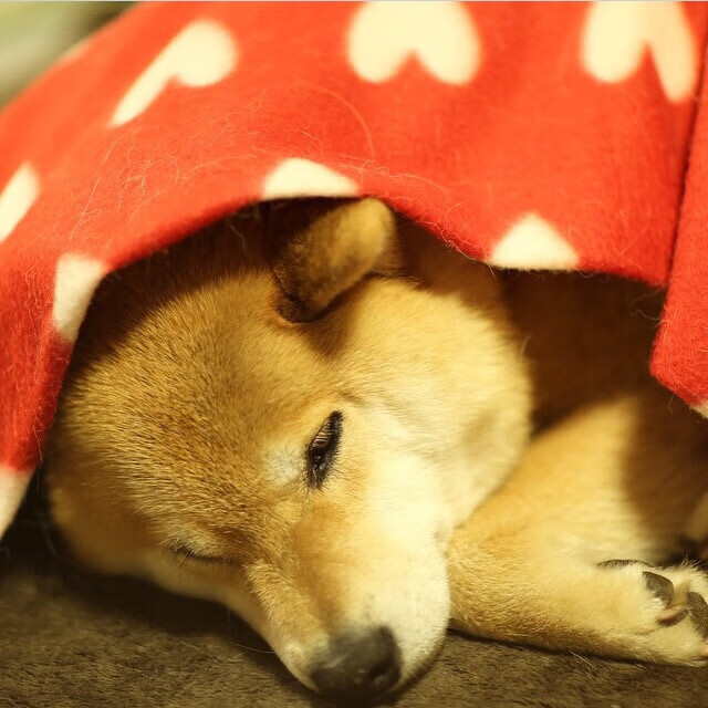 德国队斩获胜利!欧洲杯预选赛最新进展!,德国队斩获胜利!欧洲杯预选赛最新进展