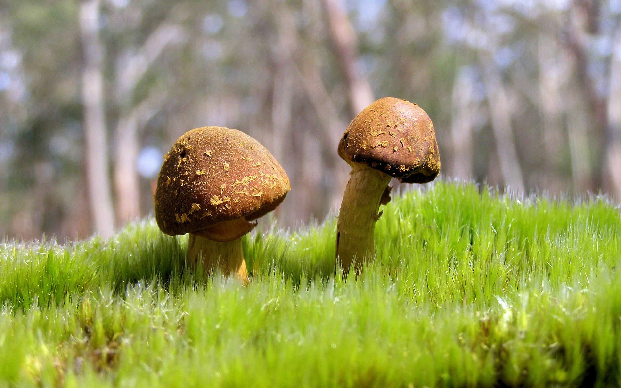 中国篮球青少年篮球选材标准与流程优化,中国青少年篮球训练教学大纲测试指标