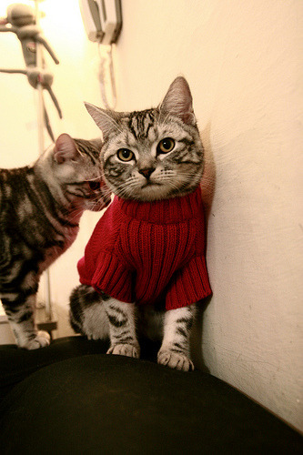 体育新闻中心联合高校开展体育内容创新创业计划,体育创新创业项目策划书