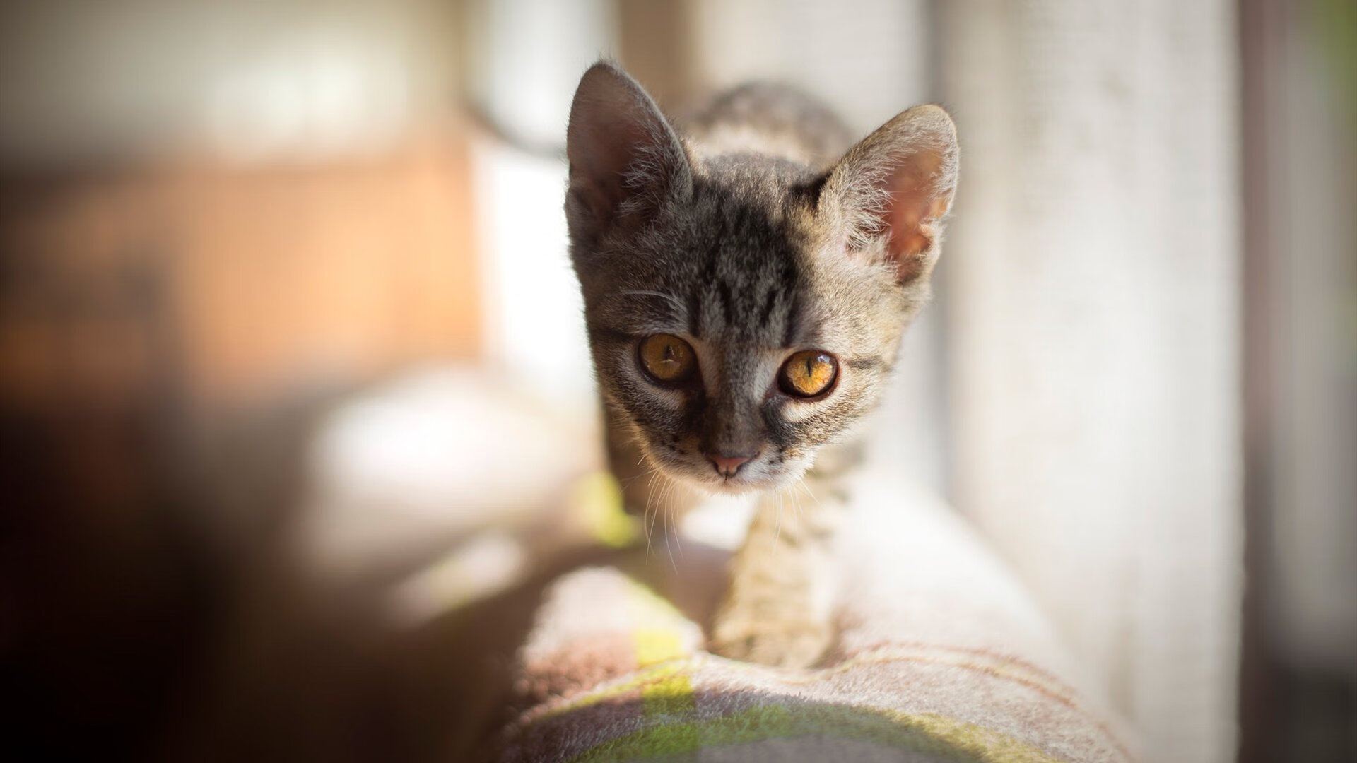 华体会官方网站-“埃尔斯·霍斯特的非凡防守，南非羚羊队更具竞争力”