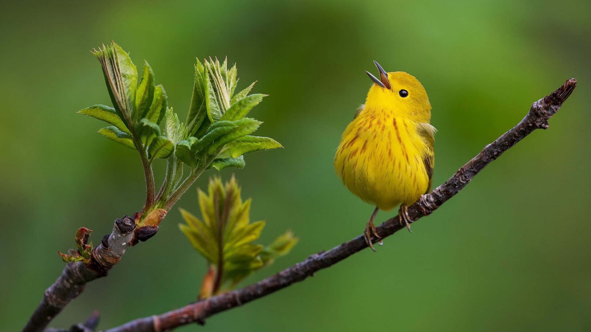 国际比赛纪念展在主办城市巡展,吸引大量观众,国际大赛视频