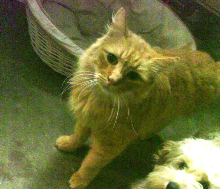 巴特尔的防守技巧成为袋鼠队后防线的重要保障,巴特尔打球厉害吗