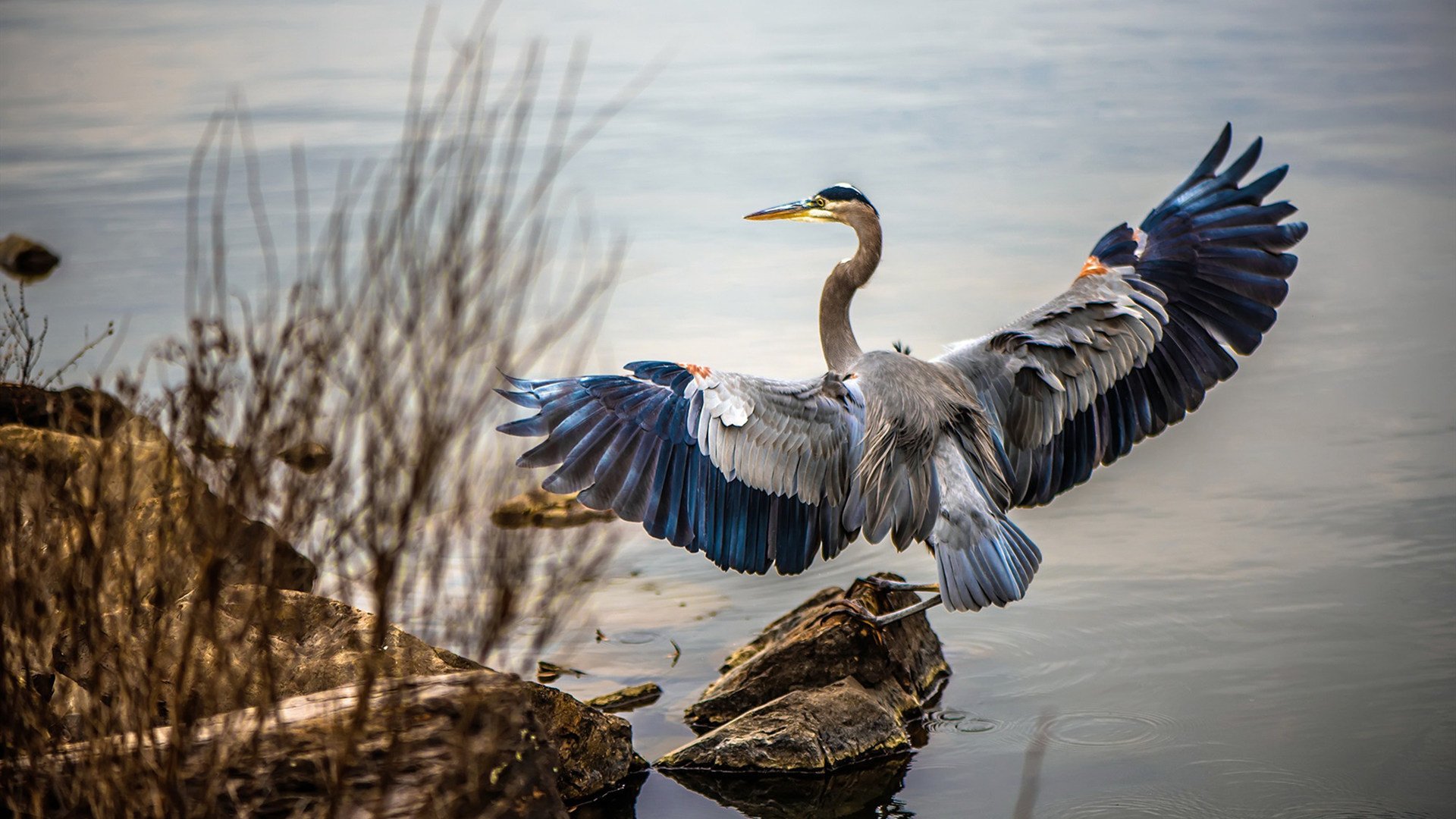 维尔·冯·威克:为南非队攻防转换提供强大支持,推动球队进攻,维尔纳冯西门子简介