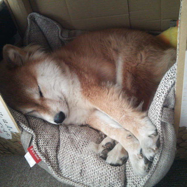 荷兰队在国际比赛中延续佳绩,晋级在望