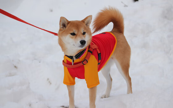 西甲攻防大戏:精彩瞬间不断流芳百世!,西甲loading